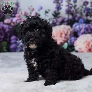 Rufus, Miniature Poodle Puppy